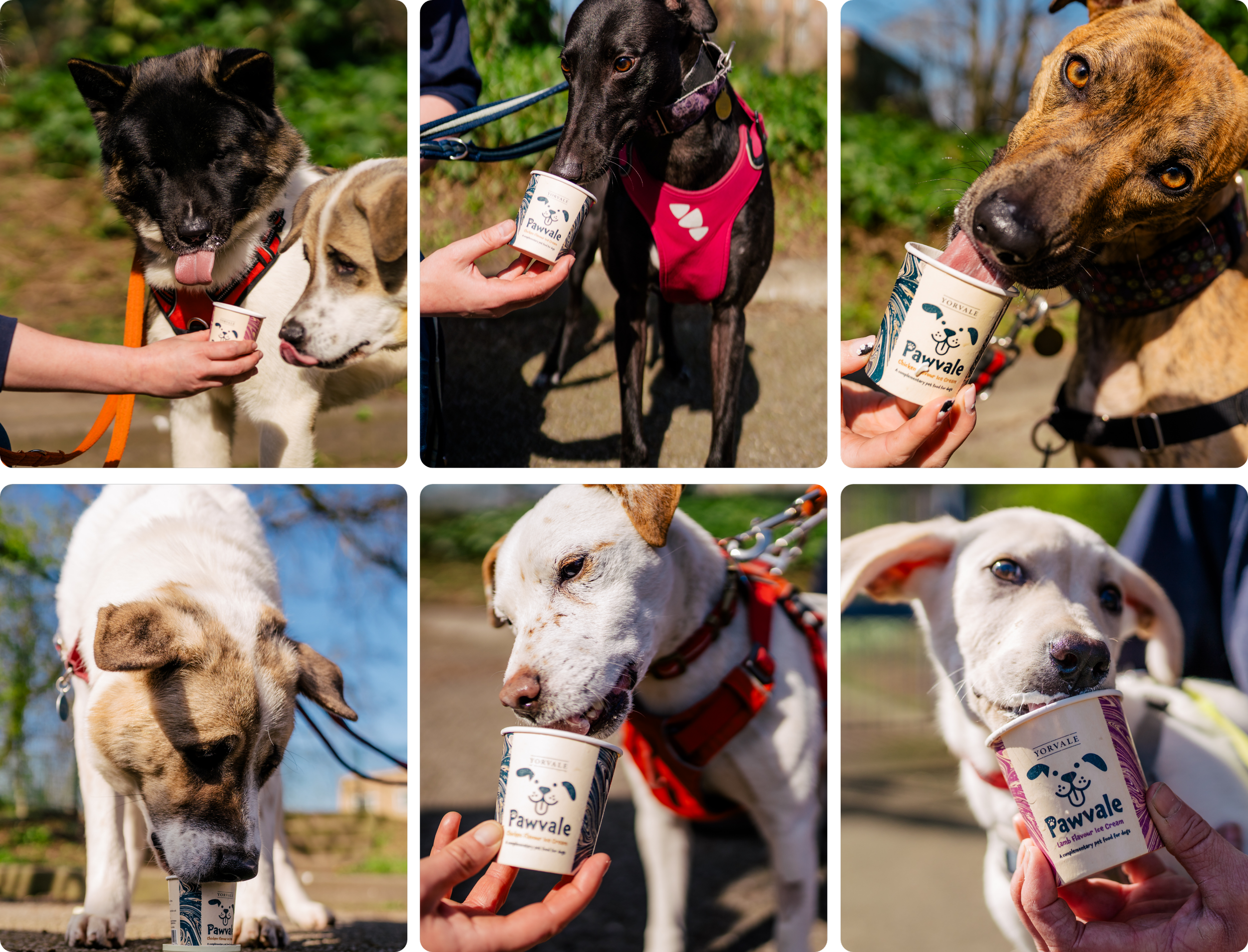 Dogs enjoying Pawvale, Yorvale's dog-friendly ice cream range