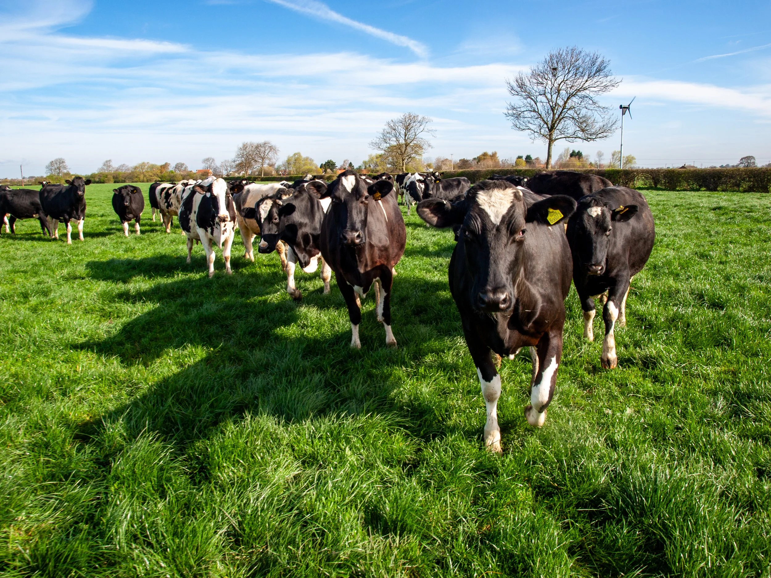 Yorvale's Friesian cows at Fossfield Farm in the Vale of York